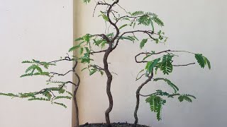 tamarind forest style  bonsai  project 1 [upl. by Kronick]