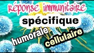 La réponse immunitaire spécifique à médiation humorale et à médiation cellulaire [upl. by Aholah40]