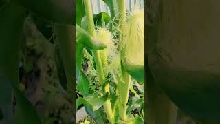 Corn shortvideo [upl. by Eisor749]