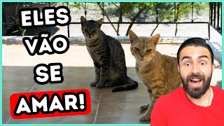 Como Fazer Dois Gatos se Darem Bem [upl. by Kurland81]