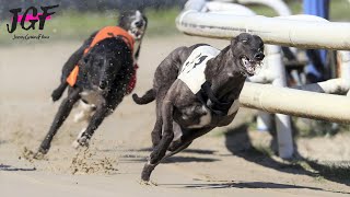 Greyhound Racing  Champions  Track race 686m 🏆 [upl. by Yevad]