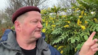 Edible mahonia flowers by Robin Harford [upl. by Annig]