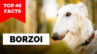 99 of Borzoi Owners Dont Know This [upl. by Clift26]