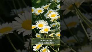 Färberkamille Sauce Hollandaise Anthemis tinctoria [upl. by Cordy]