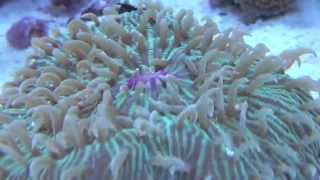 Plate Coral Feeding Time Lapse [upl. by Modesta547]