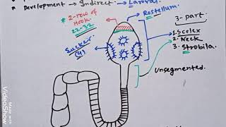 Life cycle of Taenia solium most easiest amp funny [upl. by Ashlin]