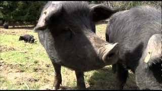 Mulefoot Pigs [upl. by Winou688]