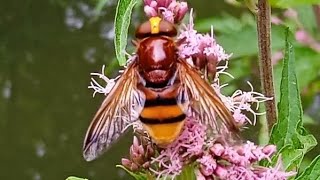 Volucella zonaria  Poda 1761  Syrphidae  Volucelle zonée quotgrosse syrphequot [upl. by Lada]