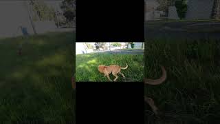 lion dog very fast 🐕💨😂 FunnyDog dogvideos Trending liondog lion youtubeshorts animals [upl. by Bobette]