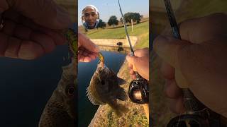 Try This Lure and Baitcasting Setup for Ultralight Fishing fishing baitfinesse fishingmethods [upl. by Ellga527]