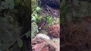 Why did I sprinkle fish food there youtubeshort terrarium aquarium [upl. by Attelrahc]