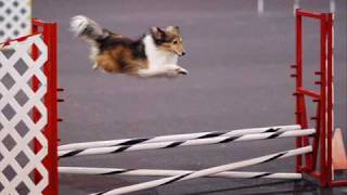 Agility Shelties [upl. by Yhtamit]