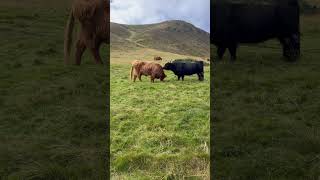 83024 Swanston Farms amp Trails Swanson outside Edinburgh Scotland scotland cows [upl. by Nimrac]