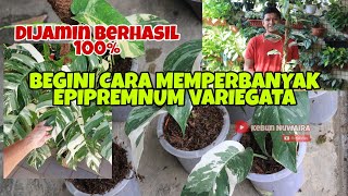 CARA MEMPERBANYAK EPIPREMNUM PINNATUM VARIEGATA EKOR NAGA VARIGATA [upl. by Holden]