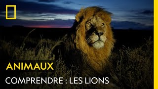 COMPRENDRE  Les lions [upl. by Gnoy]