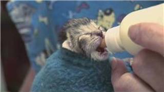 Kitten amp Cat Care  How to Raise JustBorn Kittens [upl. by Keldon903]