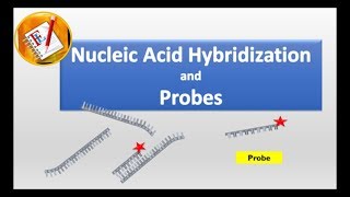 Nucleic Acid Hybridization and Probes [upl. by Nyer]