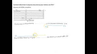 sequences des amorces PCR [upl. by Adnilg]