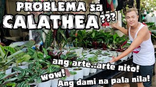 CALATHEA PLANTS PROBLEMS  PRAYER PLANTS CARE TIPS amp OBSERVATIONS [upl. by Nuhsar441]