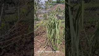 Citronella and lemon grass garden permaculture foodforest sustainableagriculture [upl. by Schulze]