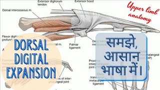 DORSAL DIGITAL EXPANSION OF HAND [upl. by Lucrece]