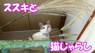 猫はススキとエノコログサ、どっちの方が好き？ played with the cat in the Japanese pampas grass and green foxtail [upl. by Camel]