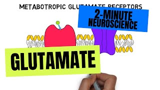 2Minute Neuroscience Glutamate [upl. by Aleafar983]