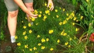 How to Grow and Care For Perennial Plants  How to Grow Coreopsis [upl. by Edniya]