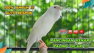 Pancingan Suara Kenari Gacor‼️ Ampuh untuk Masteran Kenari Muda dan Terapi Kenari Macet Bunyi  234 [upl. by Blackington764]