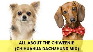 All About The Chiweenie The Chihuahua Dachshund Mix [upl. by Livvyy67]