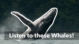 Whale call sounds of the Humpback Whale Bottlenose Whale and North Atlantic Right Whale [upl. by Kubis]