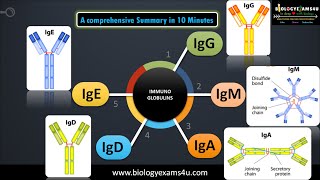 5 classes of Immunoglobulins Structure and their functions [upl. by Henghold]