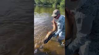 51” Musky on the Fly flyfishing musky muskyfishing muskyflyfishing fishing [upl. by Nitsrik559]