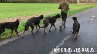 5 months deerhound puppy move [upl. by Ynettirb]