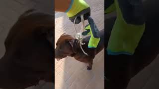 rescate animals Valencia dana shortvideo salvarvidas [upl. by Casia]