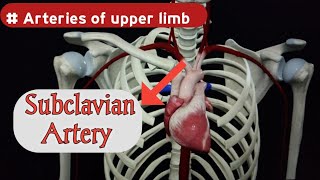 Subclavian Artery Anatomy  Origin and Branches  Upper limb Arteries  Doctor Speedy [upl. by Araiek]