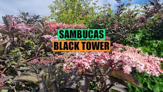 Sambucus Black Tower in a UK Tropical Garden [upl. by Nnaillek]