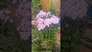 Phlox paniculata Spätsommer‘  Slug Proof Phlox to Grow  Hardy Scented Perennials  Gardening Tips [upl. by Eanat]