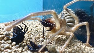 Camel Spider VS Black Widow VS Wolf Spider [upl. by Tattan]