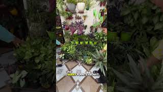 Develop Garden with Zero Budget Gardening Hacks shorts zerobudget gardeningtips [upl. by Fagaly]