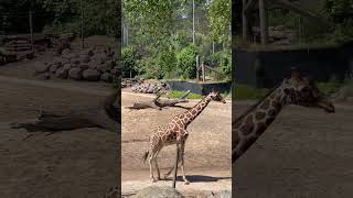 Hermosa Jirafa 🦒😘 zoo shortvideo reels jirafa zoo naturelovers diosesbueno [upl. by Minsk498]