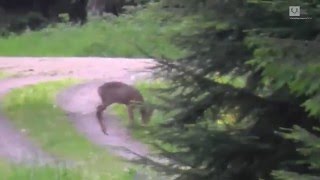 Bockjagd in Thüringen  Roebuck stalking in Thuringia [upl. by Akirdna]