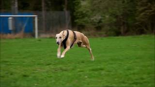 Whippet  running at 35 miles per hour [upl. by Namad733]