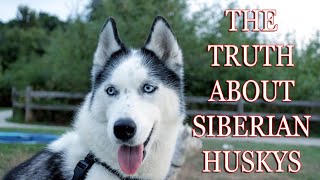 THE TRUTH ABOUT SIBERIAN HUSKIES [upl. by Llirrem]