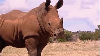 Raging Rhino Charge  Vet Safari  BBC Earth [upl. by Ycniuqal]