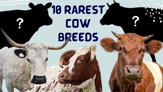 10 Rarest Cattle Cow Breeds in the United States [upl. by Yeoz]