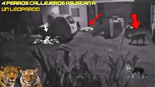 4 PERROS vs 1 L3OPARDO Y TIGRE Esto Ocurre 4 PERROS ASUSTAN A FELINOLEOPARD Night Hunter vs DOGS [upl. by Imak]