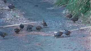 Large Covey of California Quail in the wild [upl. by Marnie]