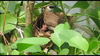 Baby Passerine Bird [upl. by Eceined]