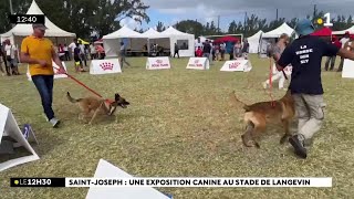 SaintJoseph  plus de 750 chiens réunis au stade de Langevin [upl. by Sucramad602]